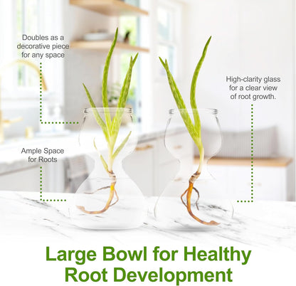 Clear Glass Bud Vases - Propagation Stations (32-Pack)