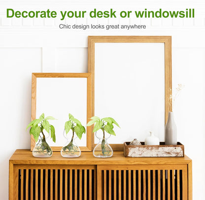Clear Glass Bud Vases - Propagation Stations (Set of 8)