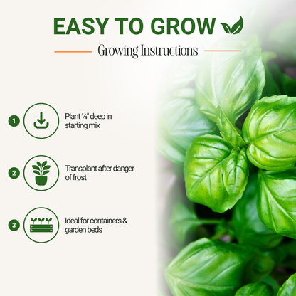 Garden Guru Genovese Sweet Basil Seeds 3-Pack - Non-GMO
