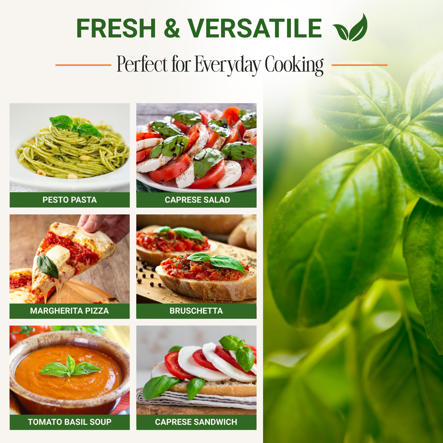 Garden Guru Genovese Sweet Basil Seeds 3-Pack - Non-GMO