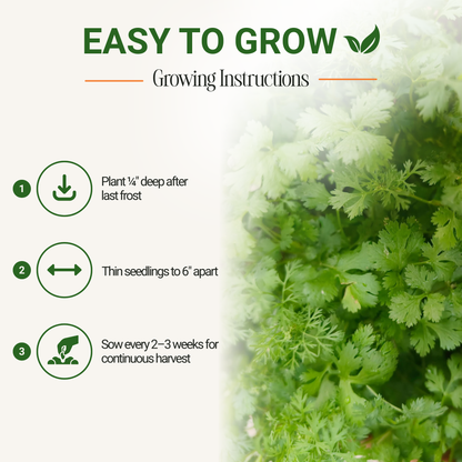 Garden Guru Slow Bolt Cilantro Seeds 3-Pack - Non-GMO