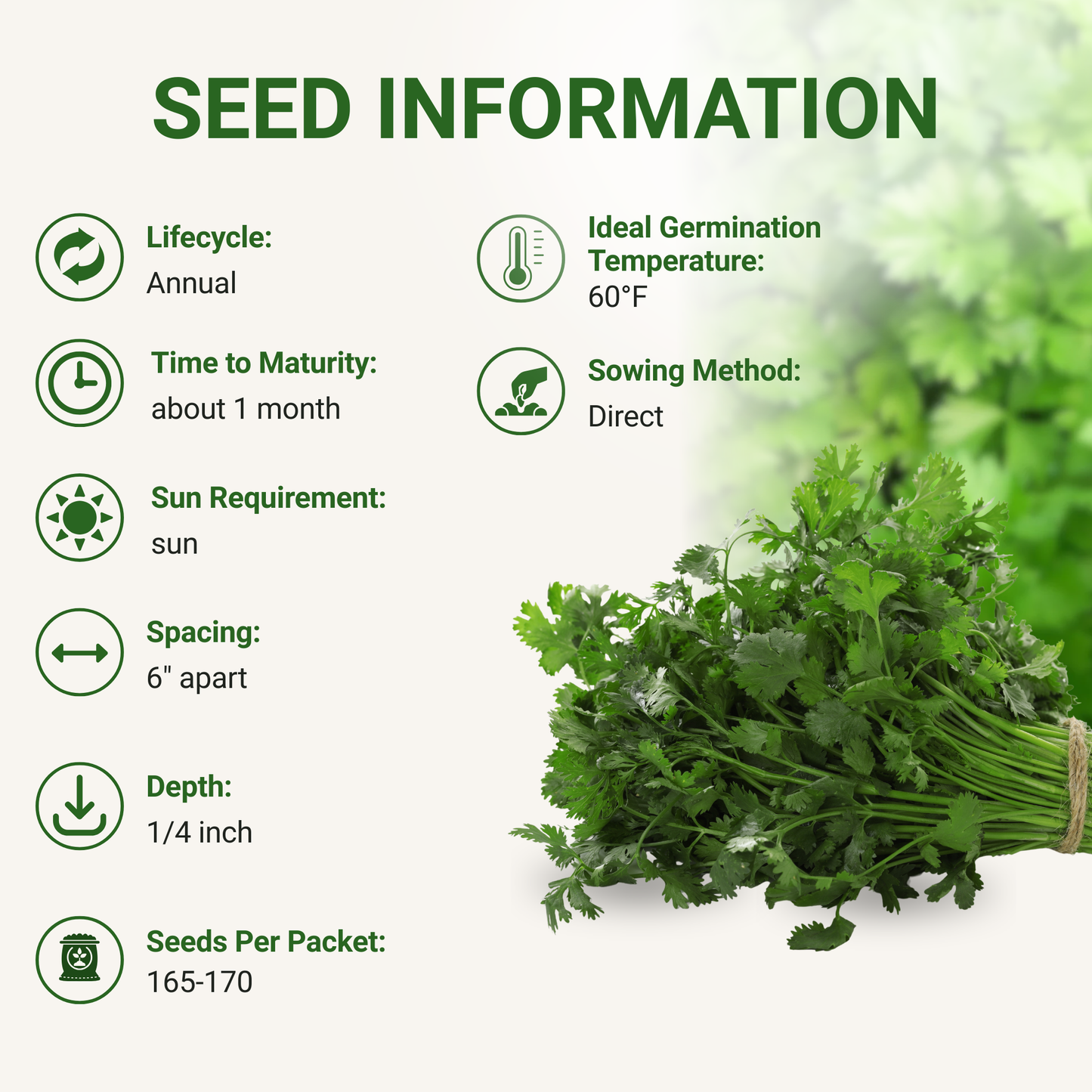 Garden Guru Slow Bolt Cilantro Seeds 3-Pack - Non-GMO