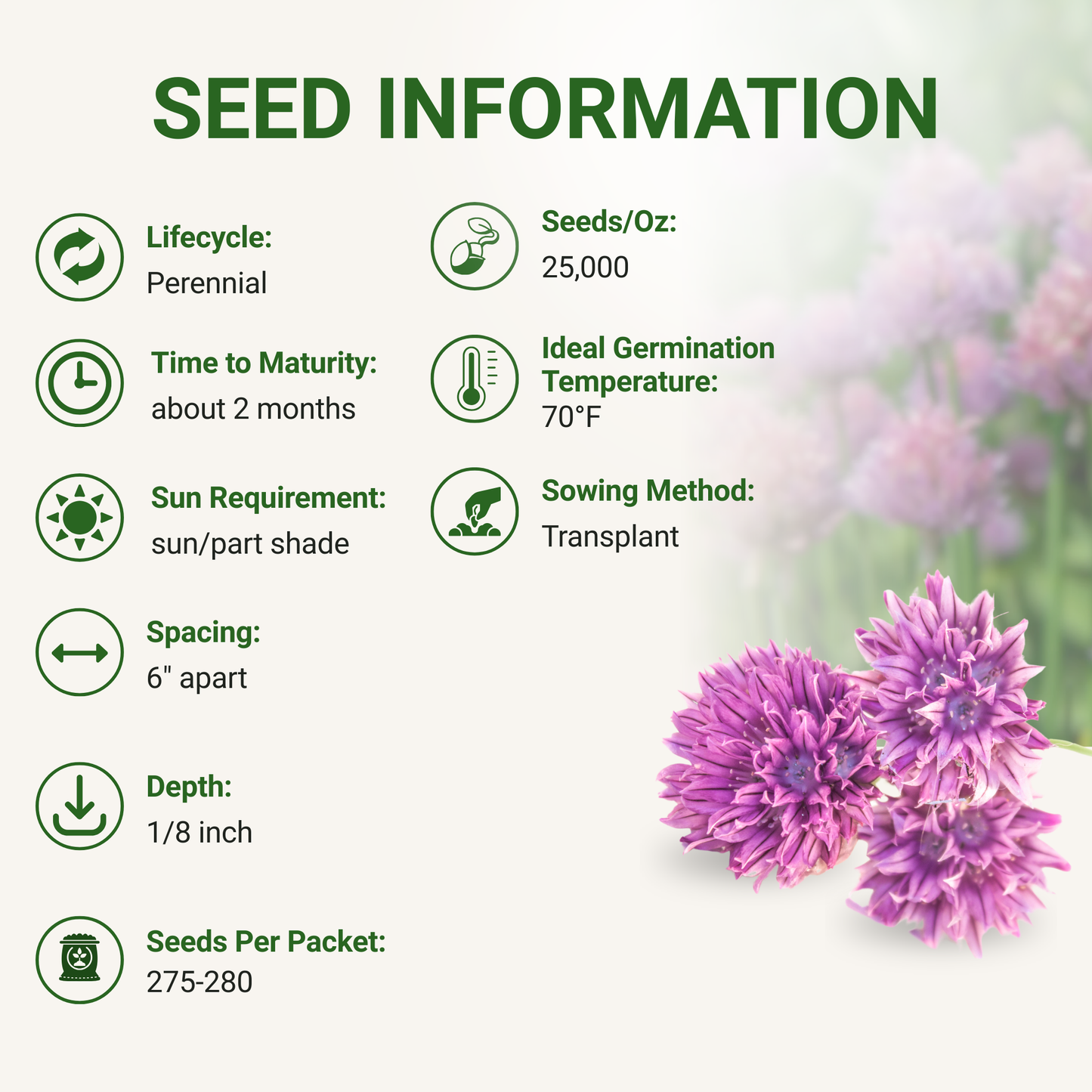 Garden Guru Purple Chive Seeds 3-Pack - Non-GMO