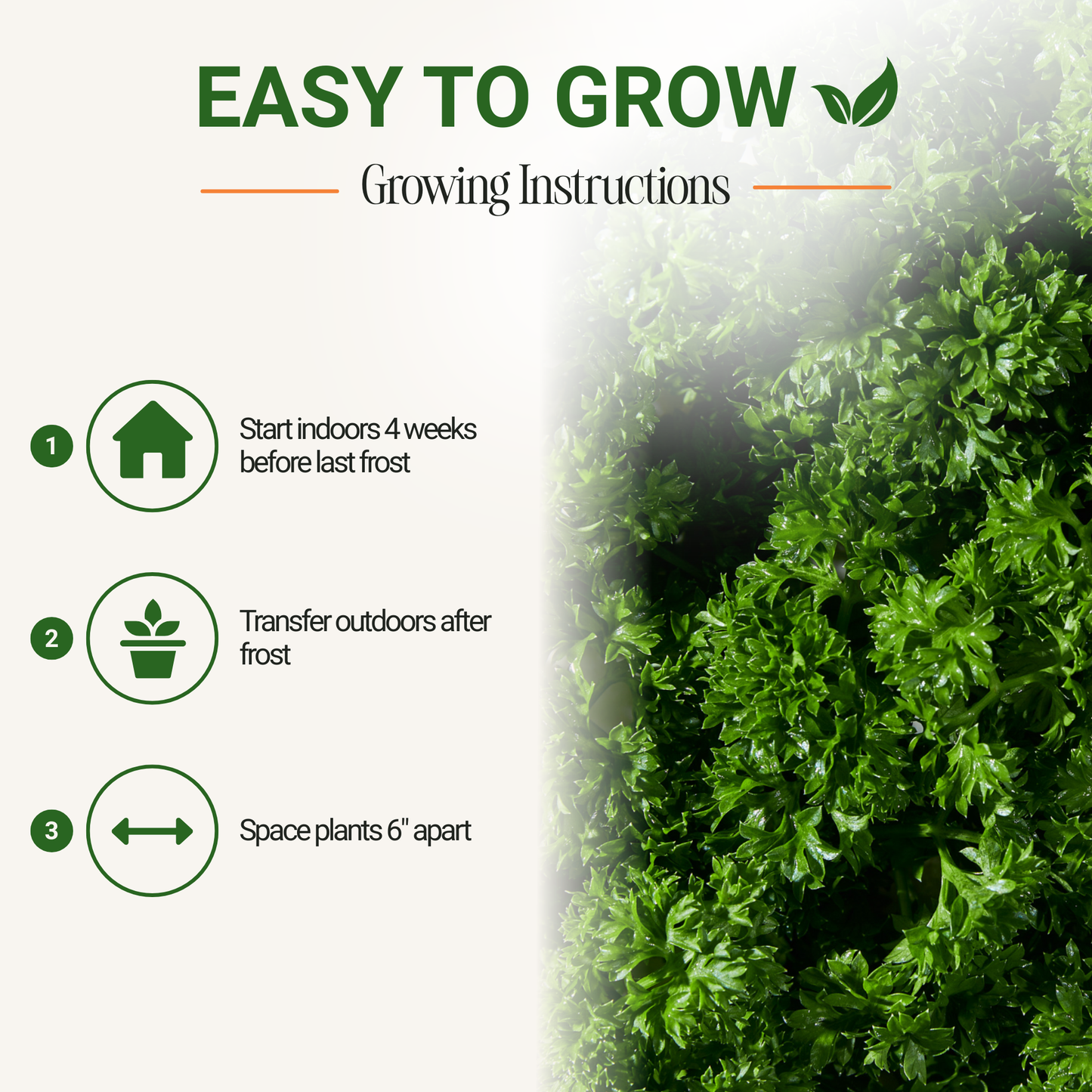 Garden Guru Moss Curled Parsley Seeds 3-Pack - Non-GMO