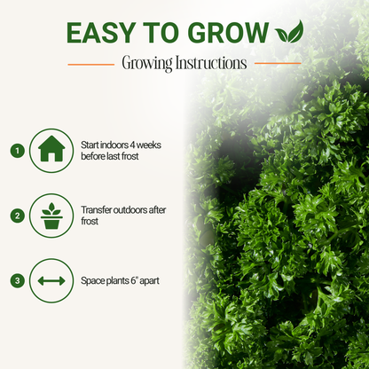 Garden Guru Moss Curled Parsley Seeds 3-Pack - Non-GMO