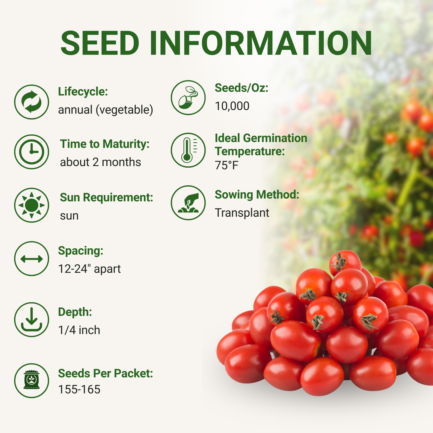 Garden Guru Sweetie Cherry Tomato Seeds 3-Pack - Non-GMO