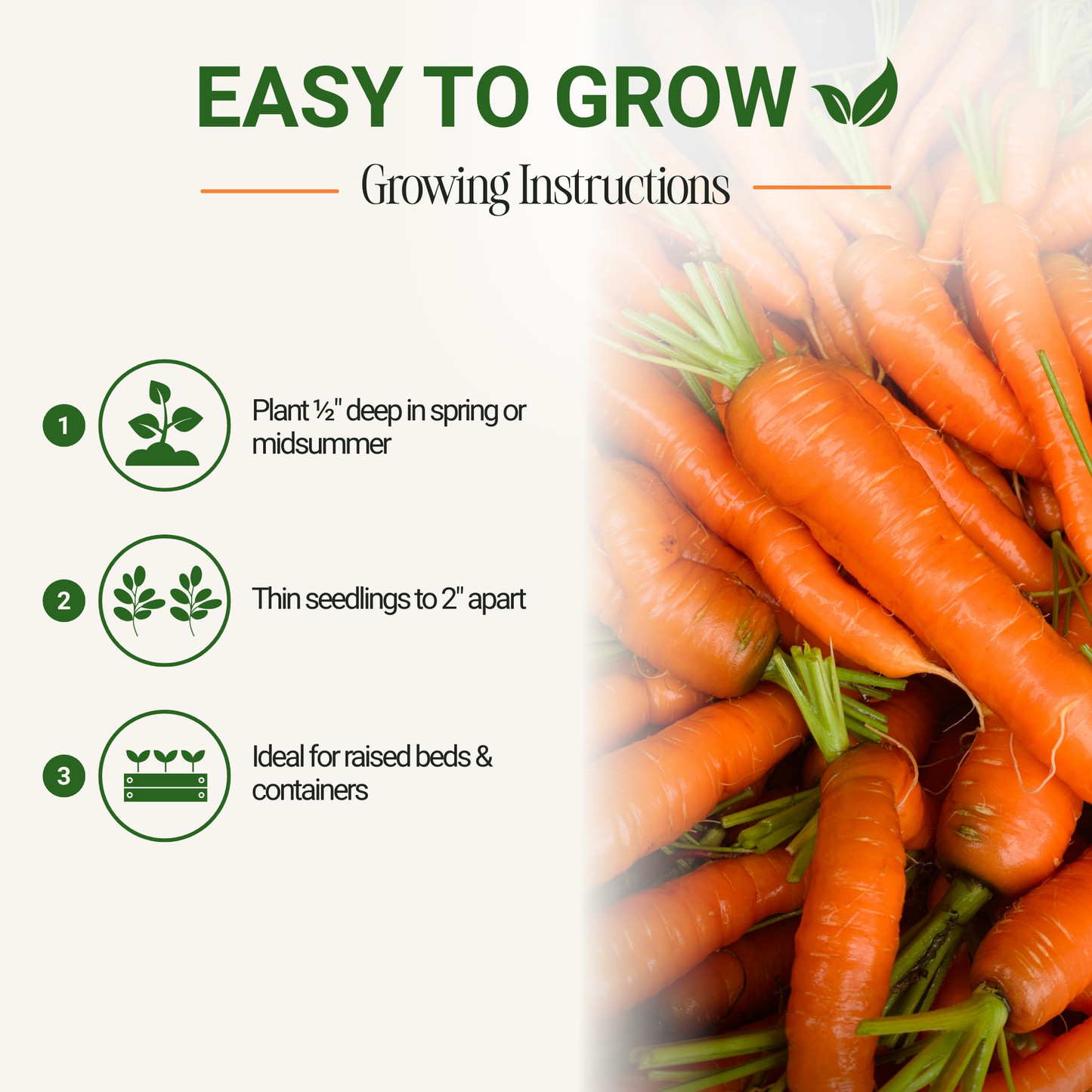 Garden Guru Nantes Carrot Seeds 3-Pack - Non-GMO