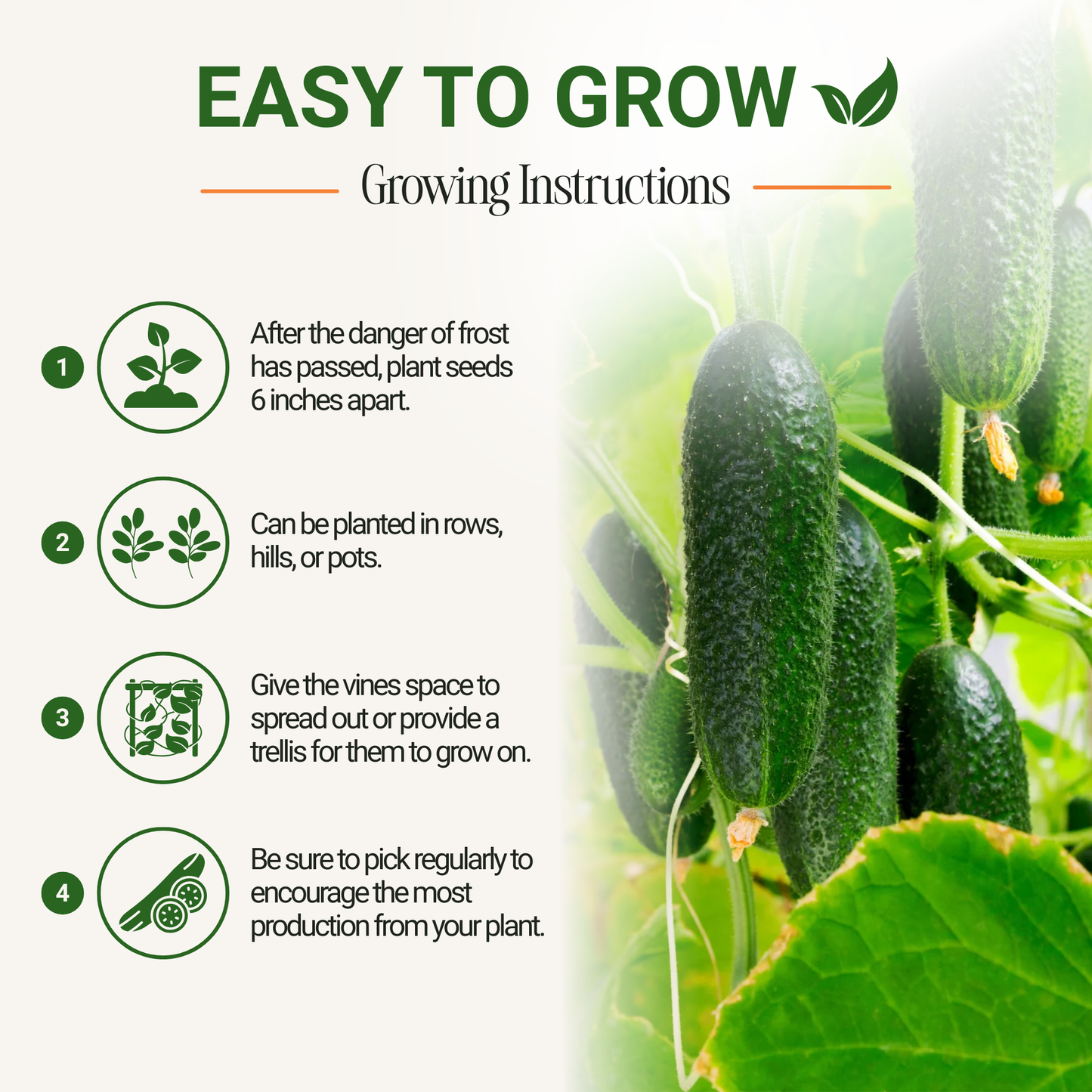 Garden Guru Marketmore 76 Cucumber Seeds 3-Pack - Non-GMO